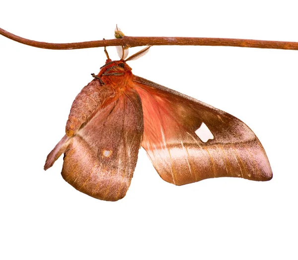 白菜树皇蛾是孤立的白色背景 — 图库照片