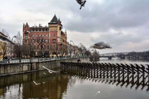 Möwen Fliegen Über Die Moldau Prag Mit Dem Roten Renaissancegebäude — Stockfoto