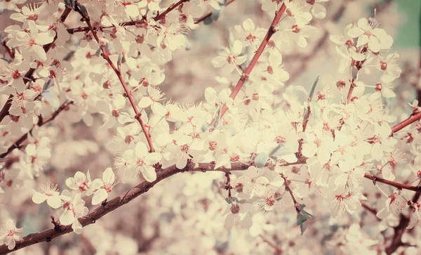 White Cherry Plum flowers or Prunus xerasifera flowers, cherry tree blossom. Cherry tree branches covered with white flowers.