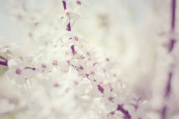 White Cherry Plum flowers or Prunus xerasifera flowers, cherry tree blossom. Closeup photo of white cherry flowers, soft focus.