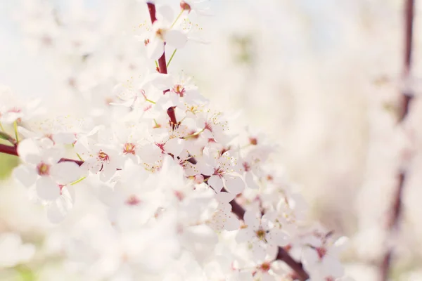 White Cherry Plum flowers or Prunus xerasifera flowers, cherry tree blossom. Closeup photo of white cherry flowers, soft focus.