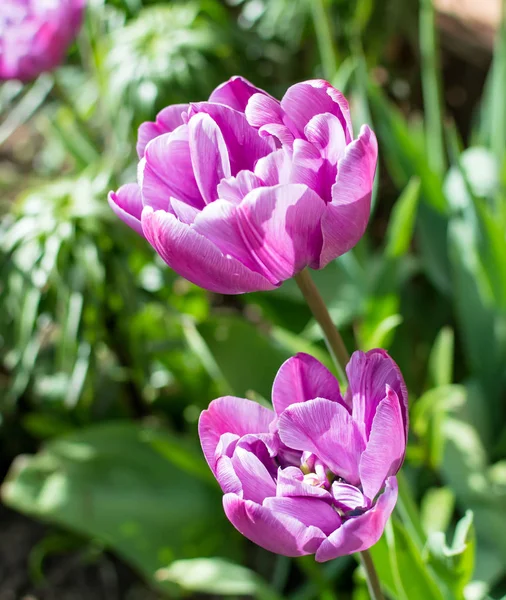Muhteşem mor Çift Kişilik geç lale (şakayık çiçekli laleler) cins tulipa melez türlerin sabah altında bahar güneş.
