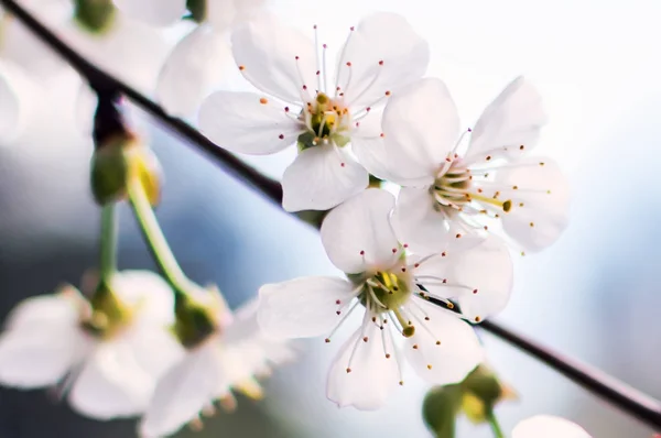 White Cherry flowers or Prunus cerasus flowers, cherry tree blossom. Closeup photo of white cherry flowers, soft focus.