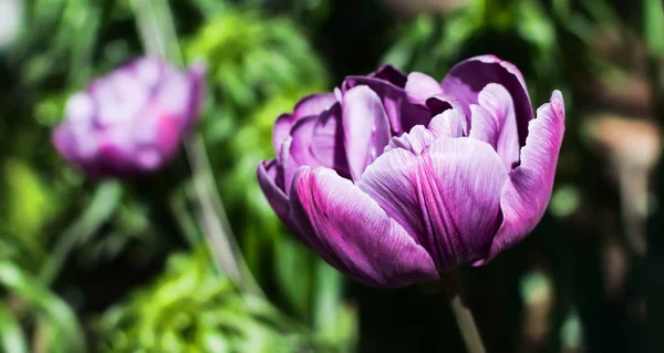 Magnificent purple Double Late Tulip (peony flowered tulip) genus tulipa hybrid species under spring morning sun.