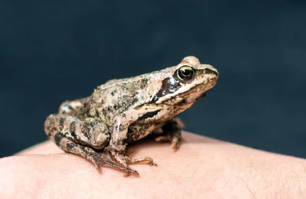 Bir erkek eli üzerinde oturan ince, kirmizi-kahverengi Moor kurbağa (Rana arvalis). Semiaquatic Bu amfibi Ranidae ailesinin bir üyesini veya gerçek kurbağa mı.