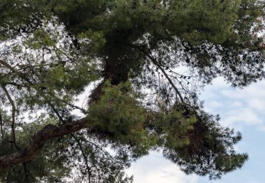 Gri balıkçıl (Ardea cinerea) yuva dokuma için bazı dallar aramak üzere çam ağacını oturuyor. Bir uzun bacaklı yırtıcı yürüyen kuş beyaz baş ve boyun, gri gövde ve kanatları ve uzun gagası ile mu.