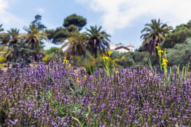 Lavanta (Lavandula) alan bahar. Gümüş-yeşil yeşillik ve Park Guell, Barselona, İspanya, dik çiçek sivri lavanta çiçekleri.