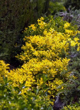 Lavanta (Lavandula) alan bahar. Gümüş-yeşil yeşillik ve Park Guell, Barselona, İspanya, dik çiçek sivri lavanta çiçekleri.