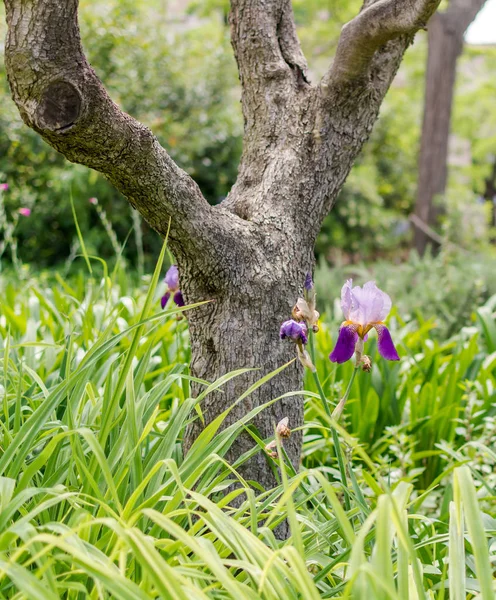 Flowering purple Iris flower under a tree. Named after the Greek goddess of the rainbow, irises bring color to the garden and parks in spring and summer.