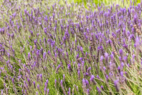 Lavanta (Lavandula) alan bahar. Gümüş-yeşil yeşillik ve Park Guell, Barselona, İspanya, dik çiçek sivri lavanta çiçekleri.