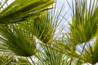 Palm ile tropikal arka plan mavi gökyüzü karşı bırakır. Tropik ağaç arka plan kavramı.