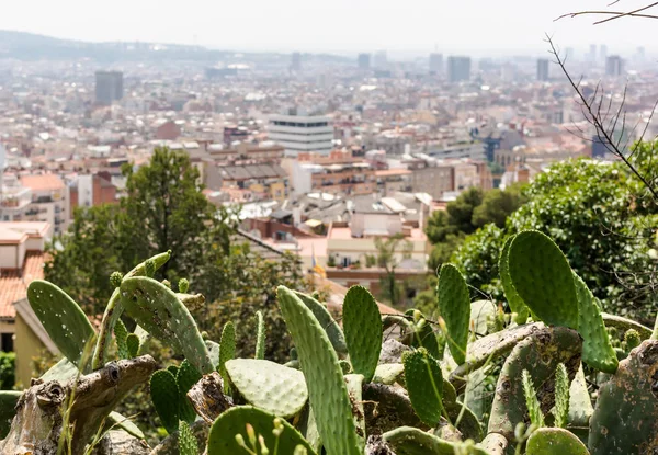 Opuntia, inciri, Park Guell Barcelona şehir için hava manzaralı sık denilen. Opuntia bir kaktüs aile, Cactaceae cinsidir.