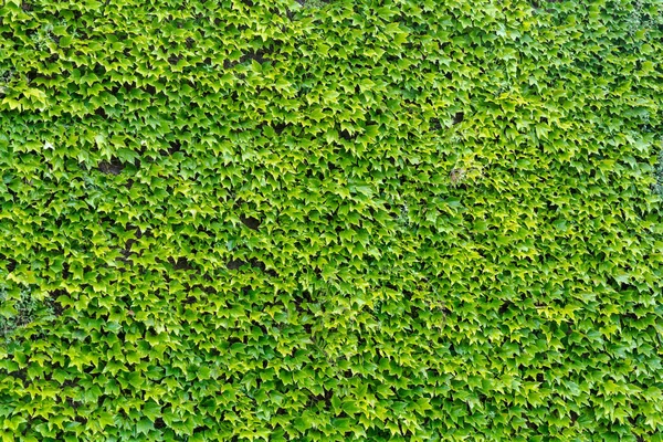 Yeşil Hedera (Ivy) arka plan bırakır. Doğal yaprak yeşil duvar, doku arka plan. Duvardaki sarmaşık parlak yeşil yaprakları.