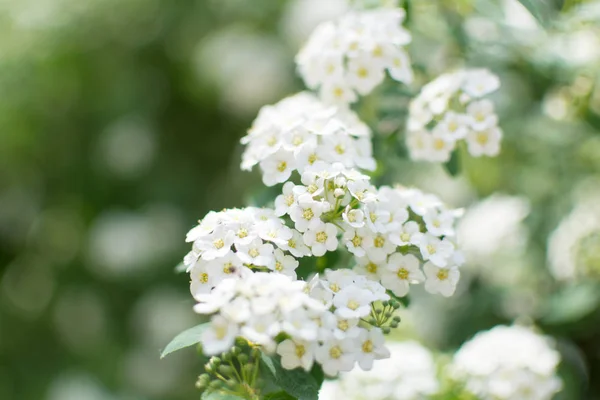 Spiraea Nipponica Snowmound Flowers Closeup Flowering Plant Family Rosaceae Native — Stock Photo, Image