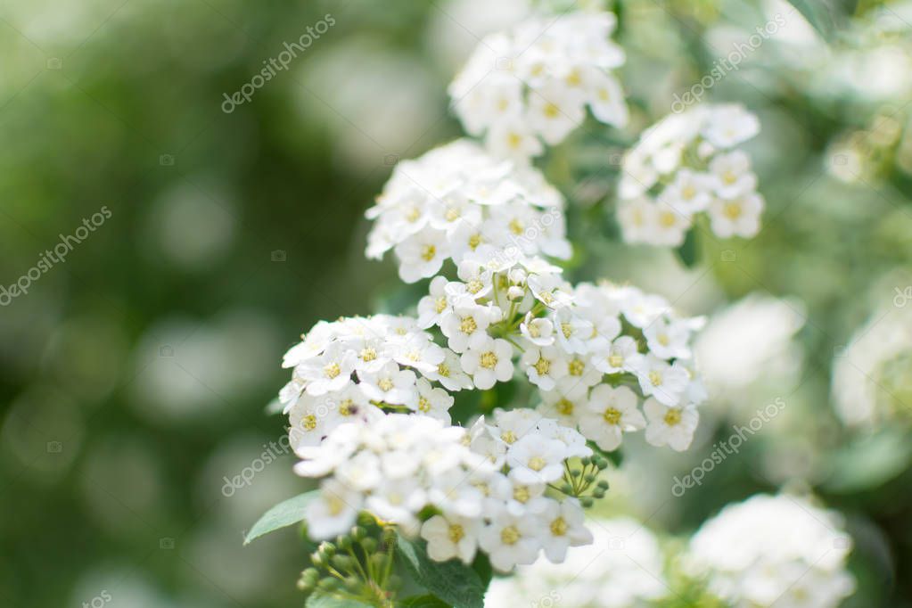 Spiraea nipponica 'Snowmound' flowers closeup. I is a flowering plant in the family Rosaceae, native to the island of Shikoku, Japan. The specific epithet nipponica means 