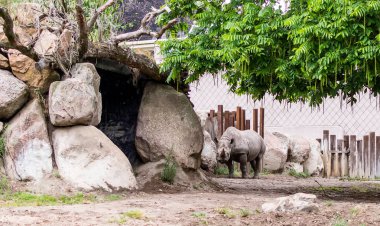 Kara gergedan veya taş mağara ayakta ve kameraya bakarak kanca dudaklı gergedan (Diceros bicornis). Bu tür Afrika'ya yerli ve gibi kritik tehlike altında sınıflandırılır.