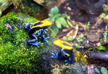Boya ok kurbağası, Tınçın veya boya zehirli kurbağa (Dendrobates tinctorius 'Brezilya') Yosunlu taş üzerine oturuyor. Bu zehirli ok kurbağası familyasından ve eğer tüketilen çok zehirli.