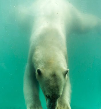 Kutup ayısı (Ursus maritimus) su altında yüzmek. Kutup ayıları mükemmel yüzücüler vardır ve genellikle gün boyunca yüz. Onlar su altında üç dakika kadar yaklaşım mühürler için kıyıya yüzerek.