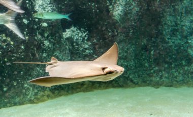 Sırt ve kanat Cownose ray (Rhinoptera bonasus) Yüzme kahverengi. Kez bir köpek balığı olduğu için plaj müdavimlerinin bir köpekbalığı yüzgeci andıran sudan yapışmasını yüzgeçleri nedeniyle tarafından yanılıyorlar.