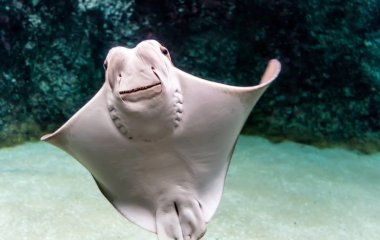 Beyazımsı göbek geniş baş, geniş-set gözleri ve diş kaplamalar kümesi ile Cownose Ray (Rhinoptera bonasus). Cownose ışınları barb kuyruk ve tehdidi savunmak için zayıf zehir var.