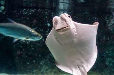 Beyazımsı göbek geniş baş, geniş-set gözleri ve diş kaplamalar kümesi ile Cownose Ray (Rhinoptera bonasus). Cownose ışınları barb kuyruk ve tehdidi savunmak için zayıf zehir var.