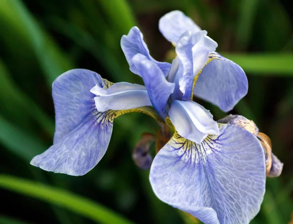 Closeup of flowering blue Iris flower head. Named after the Greek goddess of the rainbow, irises bring color to the garden and parks in spring and summer.