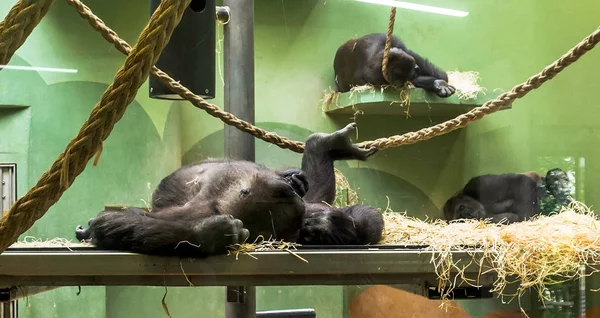 Three sleeping Western lowland gorillas. It is the smallest subspecies of gorilla but still are of exceptional size and strength.