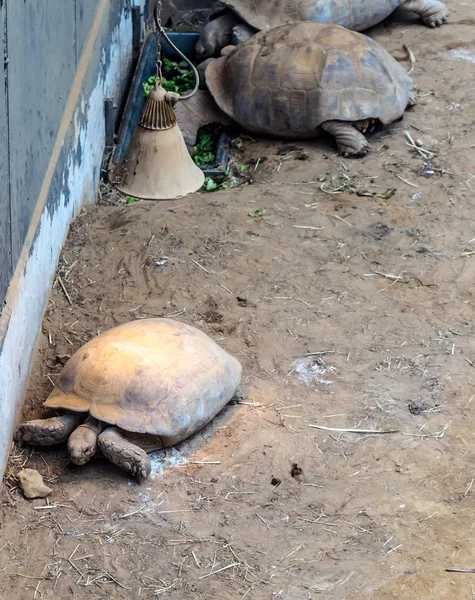 Tartaruga Esporão Africano Centrochelys Sulcata Maior Espécie Tartaruga Continente Única — Fotografia de Stock