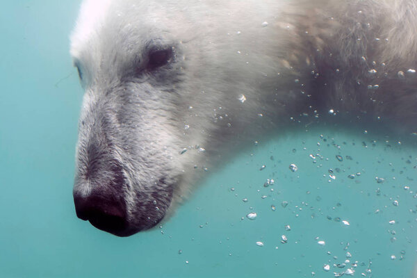 Head of Polar bear (Ursus maritimus) under water. Polar bears are excellent swimmers and often will swim for days. They may swim underwater for up to three minutes to approach seals on shore.
