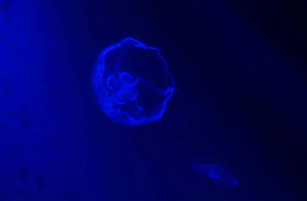 Полупрозрачная Аурелия Аурита Называемая Обычной Медузой Лунной Медузой Лунным Медузой — стоковое фото