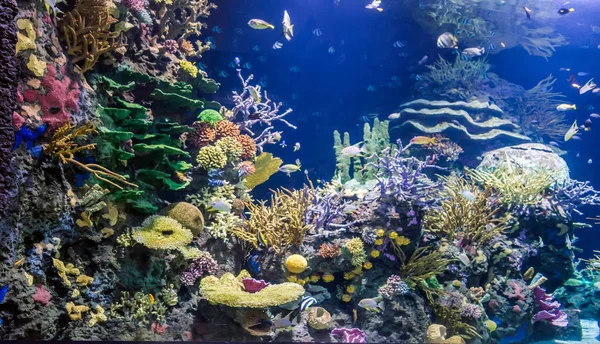 五颜六色的海洋水族馆 配上杂乱的鱼 植物和岩石 — 图库照片