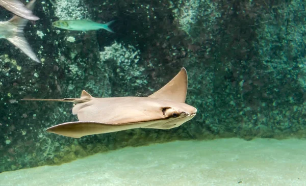 Sırt ve kanat Cownose ray (Rhinoptera bonasus) Yüzme kahverengi. Kez bir köpek balığı olduğu için plaj müdavimlerinin bir köpekbalığı yüzgeci andıran sudan yapışmasını yüzgeçleri nedeniyle tarafından yanılıyorlar.