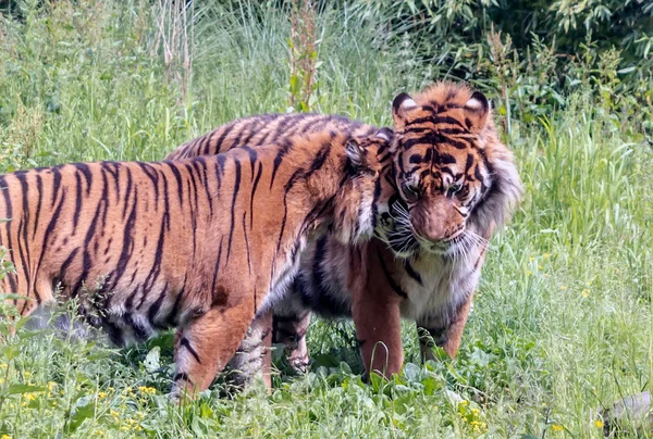 Sumatra Tiger Panthera Tigris Sondaica Snuggling Till Manliga Tiger Adult — Stockfoto