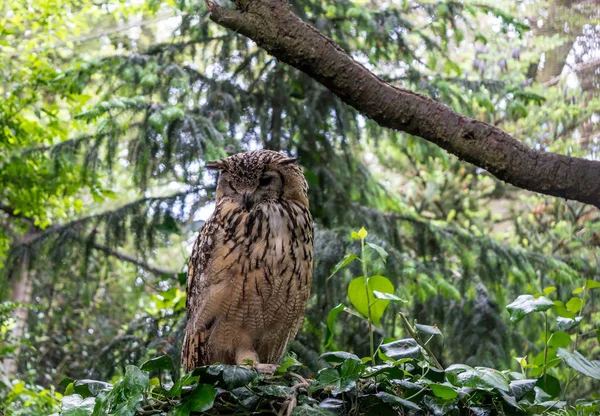 Indian eagle-owl, also called rock eagle-owl or Bengal eagle-owl (Bubo bengalensis). They have a deep booming call that may be heard at dawn and dusk, thereupon they are considered birds of ill omen.
