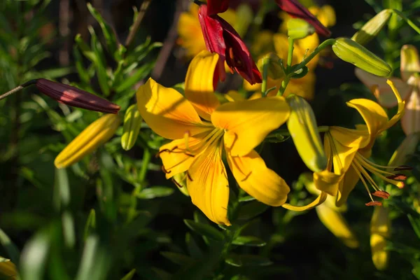 Bright Yellow Lily Lilium Flower Shadowed Beam Sunlight Its Petals — Stock Photo, Image