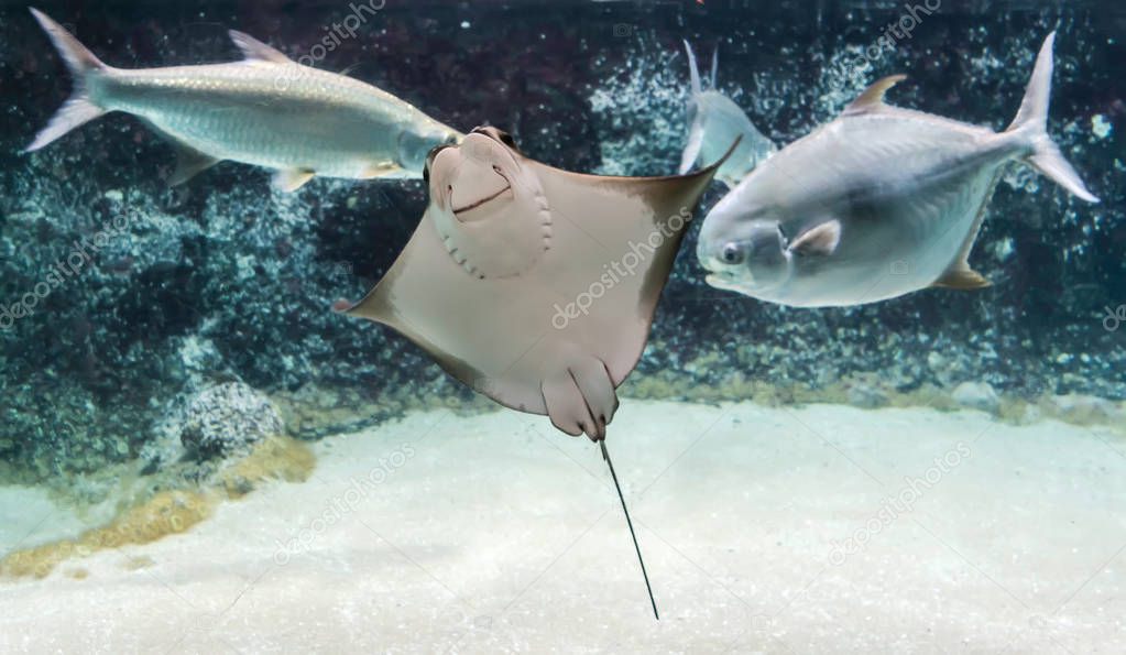 Cownose ray (Rhinoptera bonasus) swimming among fishes. Cownose rays have barb at the tail and weak venom to defend from the threat. It can pose a low to moderate risk to humans.