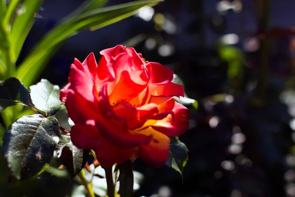 Helder Rood Rose Flower Schaduw Maar Met Een Bundel Zonlicht — Stockfoto