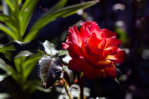Helder Rood Rose Flower Schaduw Maar Met Een Bundel Zonlicht — Stockfoto