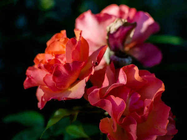 Rote Rosen Unter Sommerlicher Abendsonne Süße Leuchtend Rote Rosen Beleuchtet — Stockfoto