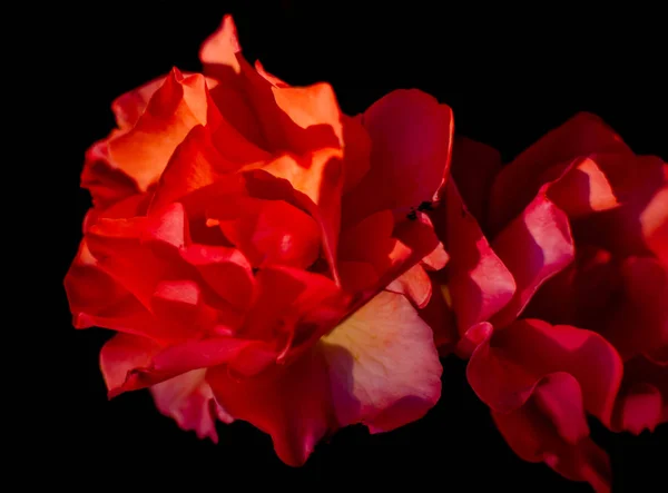 Red roses against black background. Sweet bright red roses in the dark, selective focus.