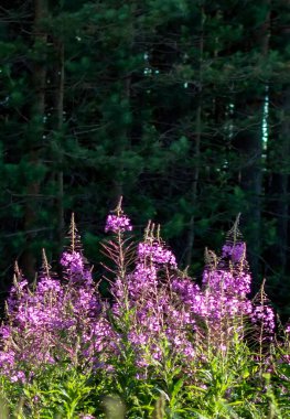 Chamaenerion angustifolium çiçek, olarak da bilinen fireweed, büyük willowherb ve rosebay willowherb karanlık ormanın karşı. Racemes mor fireweed vahşi çiçek ormanda pembe çiçekler için.