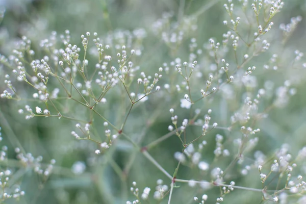 Blurry Soft Gentle Background Many White Baby Breath Gypsophila Paniculata — Stock Photo, Image