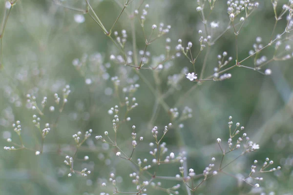Bulanık yumuşak yumuşak arka bahçede birçok beyaz karanfil (Gypsophila paniculata) çiçek ile. Doğa arka plan ile ortak gypsophila çiçekler. Yumuşak rüya gibi görüntü.