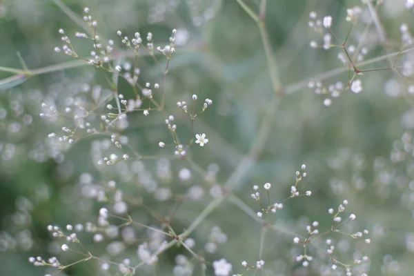 Měkký Jemný Kvalitní Mnoha Květy Bílé Baby Dech Gypsophila Paniculata — Stock fotografie
