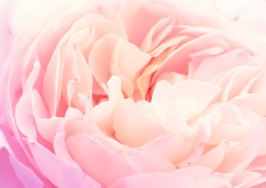 Tatlı pembe gül yaprakları yumuşak çiçek arka plan. Sevgiliye arka plan ve düğün kartı icin elverisli. Pembe gül yakın çekim, pastel ve yumuşak tonları.