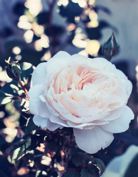 Gentle Light Pink Rose Flower Toned Instagram Style Beautiful Bokeh — Stock Photo, Image