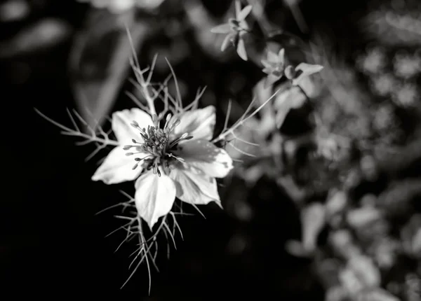 Love Mist 흑인과 백인으로 알려진 화이트 Nigella Damascena 파초와 그것의 — 스톡 사진