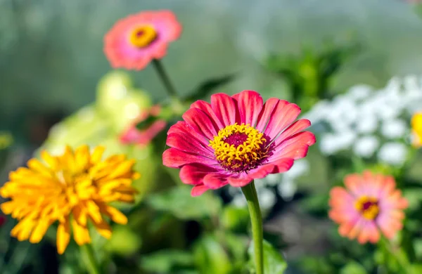 Kırmızı Zinnia elegans, gençlik ve yaş, ortak zinnia veya zarif zinnia, olarak bilinen bahçede güneşli yaz gün içinde vurdu. Parlak renkli çiçek arka plan.