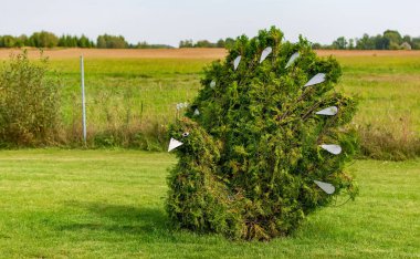Anyksciai, Litvanya - 8 Eylül 2018: Tavus kuşu bir tepelik bahçede çalılık şeklinde. Arborvitae yapılmış yeşil tavus kuşu figürü.