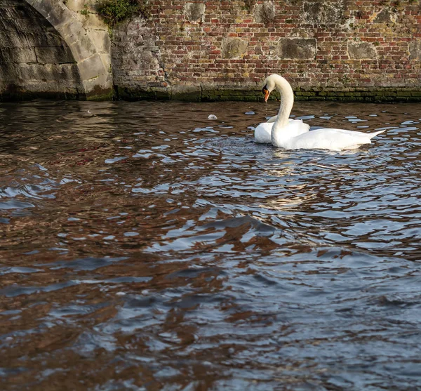 Romantic couple of swans on the Bruges canal. Beautiful swan couple shot in the most romantic city in the world - Bruges, Belgium.